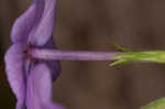 Creeping phlox